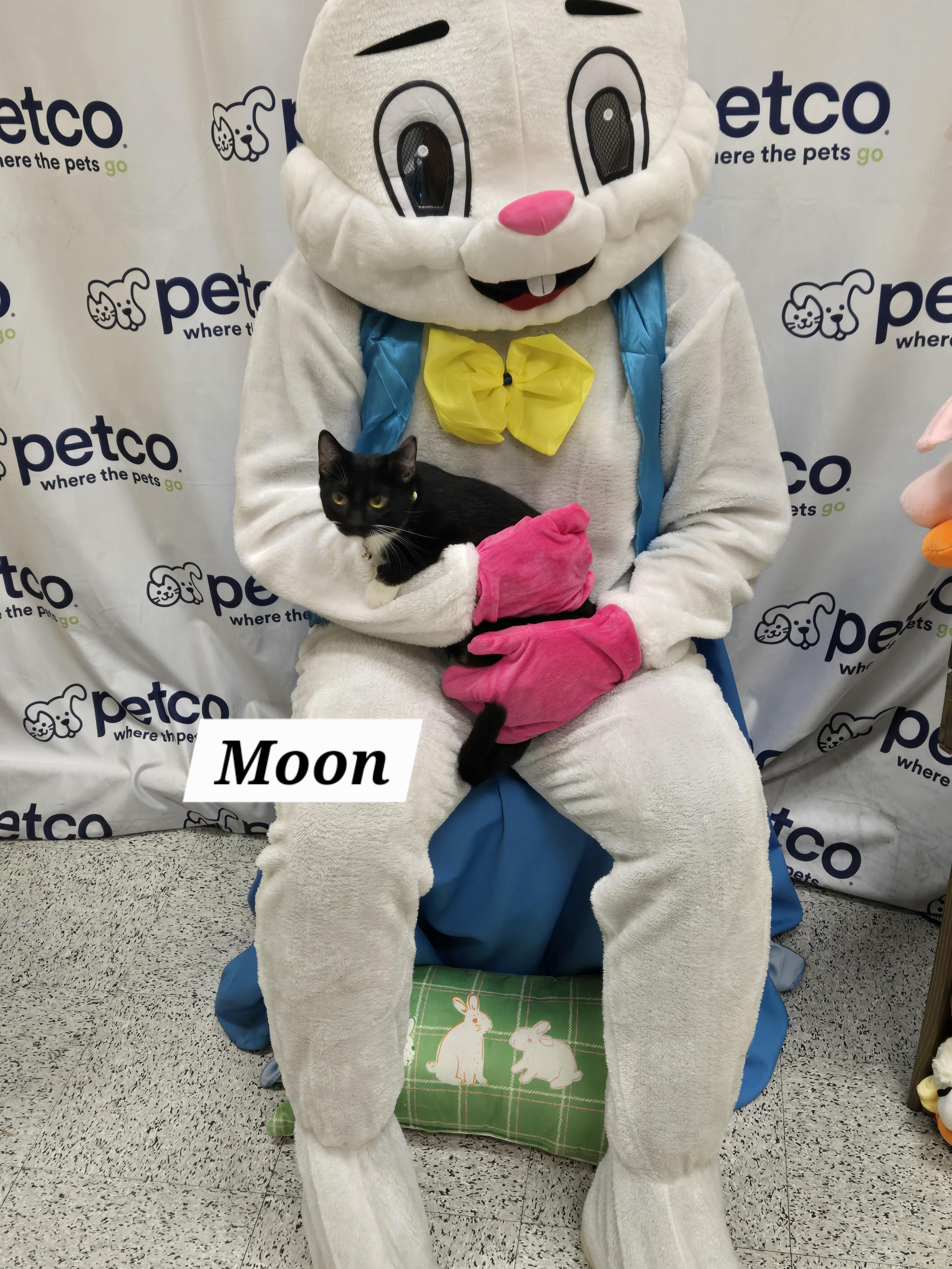 Enlarge Moon, a ADOPTABLE mixed breed in Redondo Beach, CA image 1/5