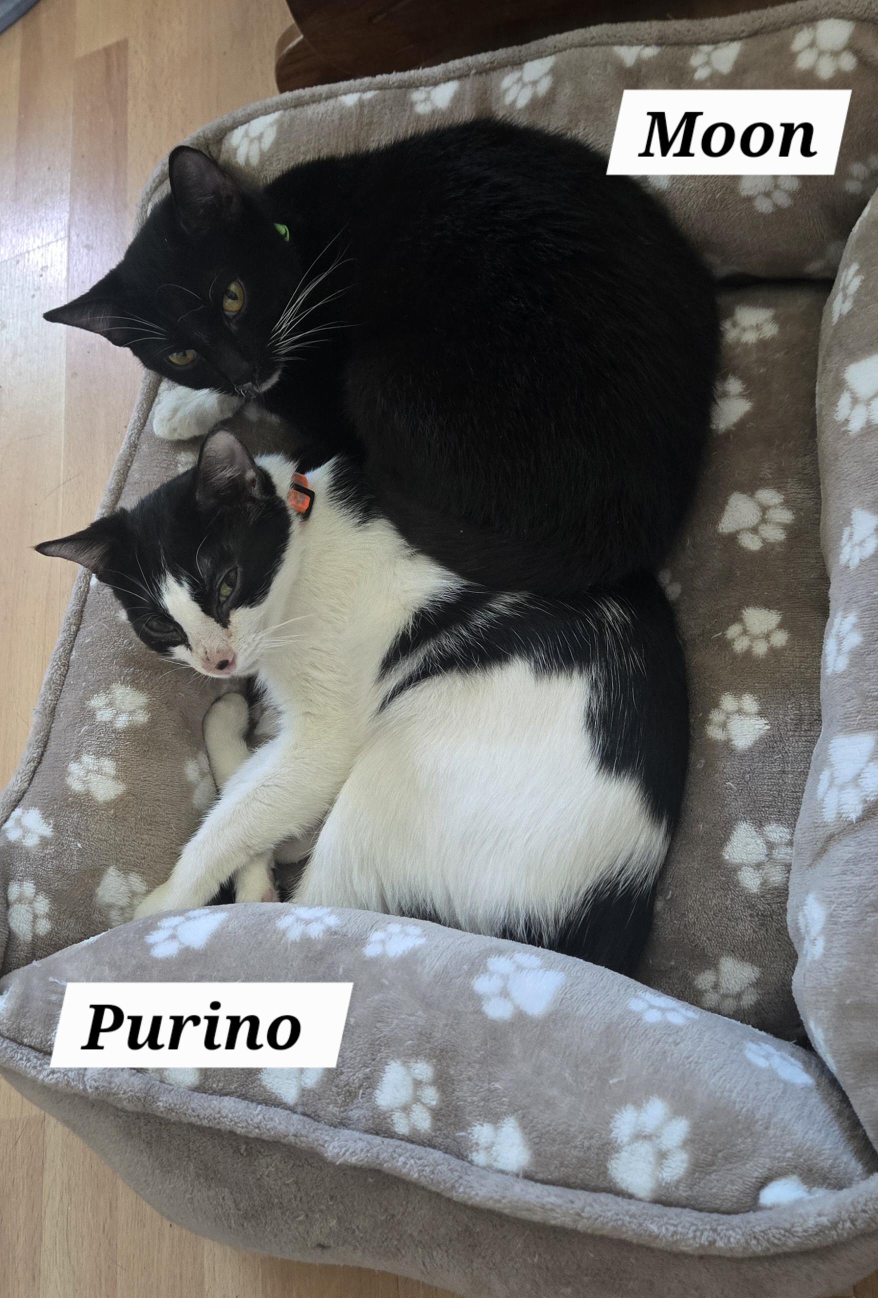 Enlarge Moon, a ADOPTABLE mixed breed in Redondo Beach, CA image 2/5