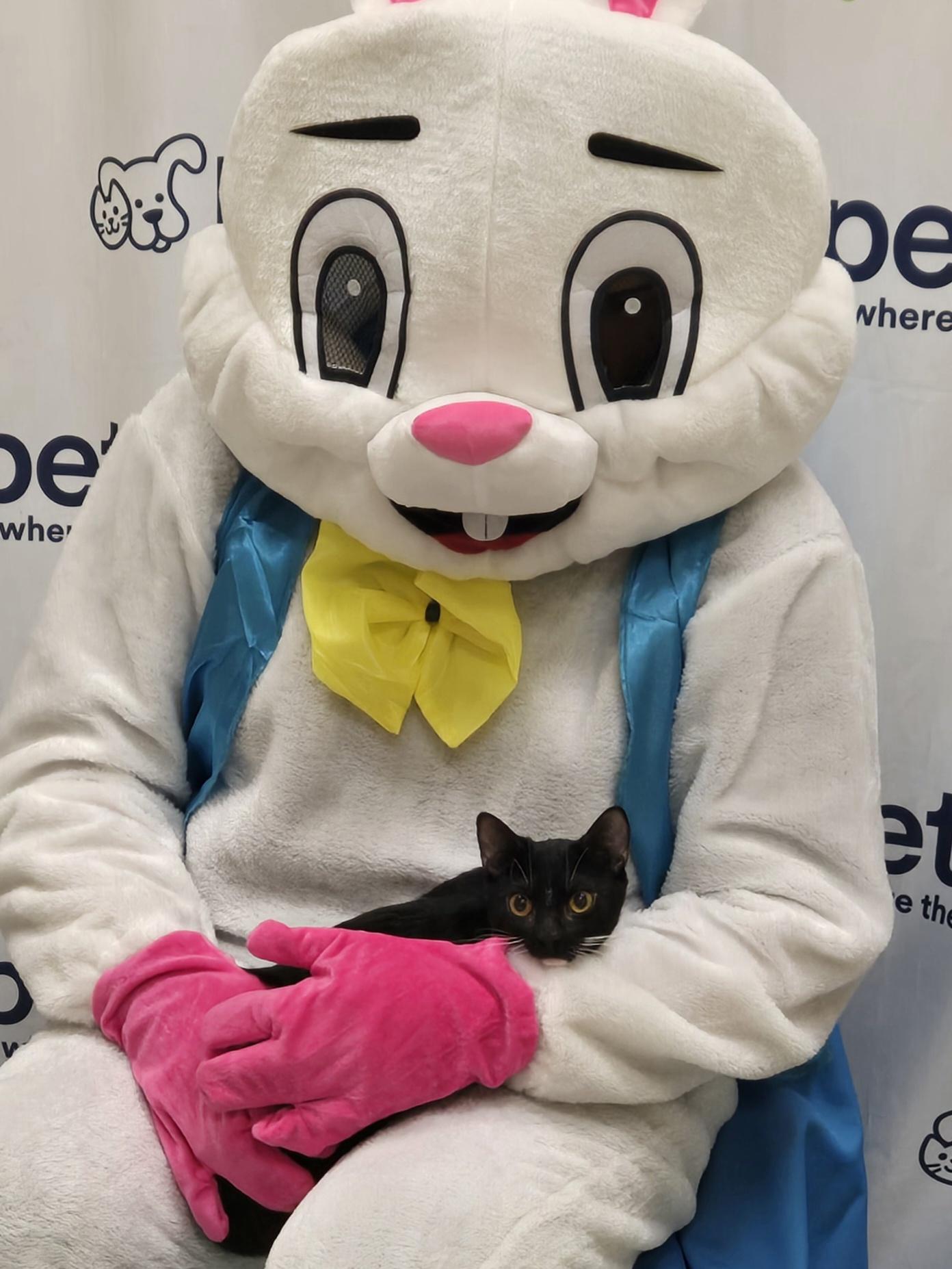 Enlarge Moon, a ADOPTABLE mixed breed in Redondo Beach, CA image 3/5