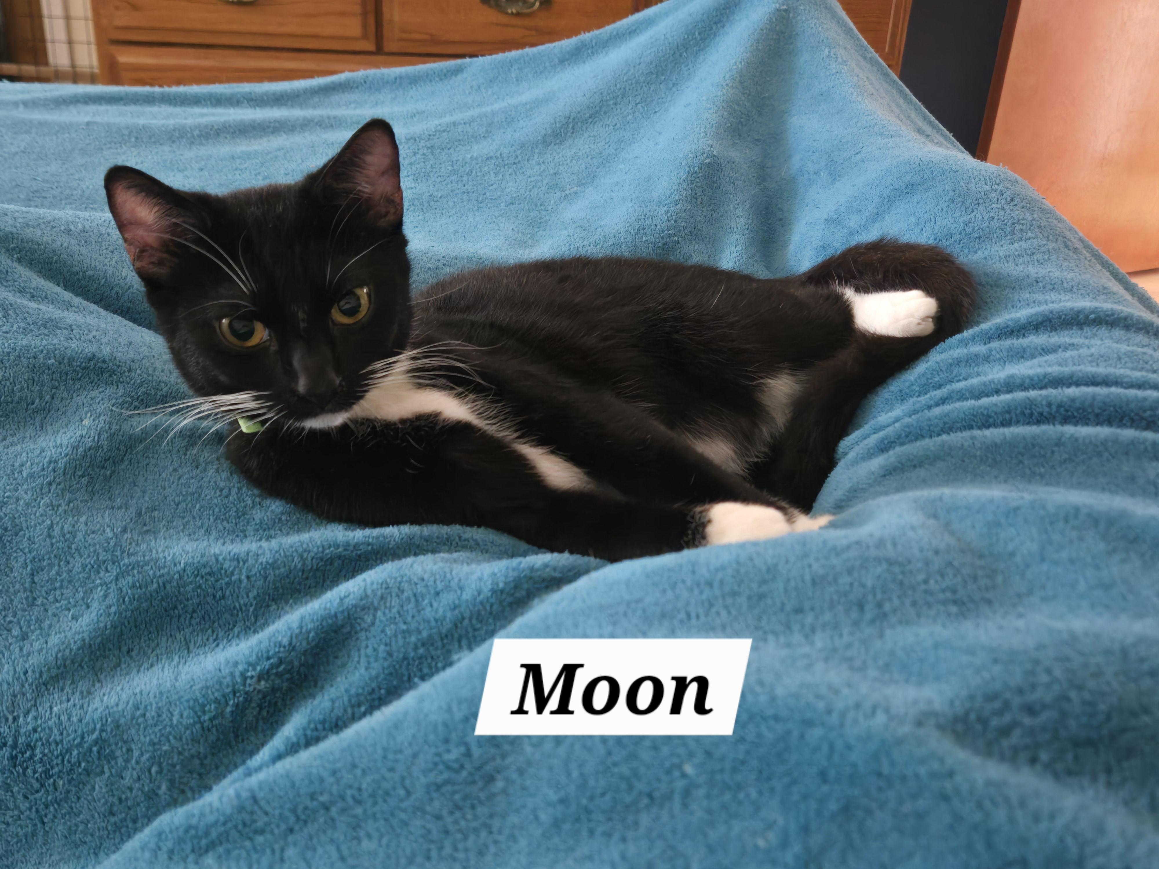 Moon, ADOPTABLE, Young Female Tuxedo.