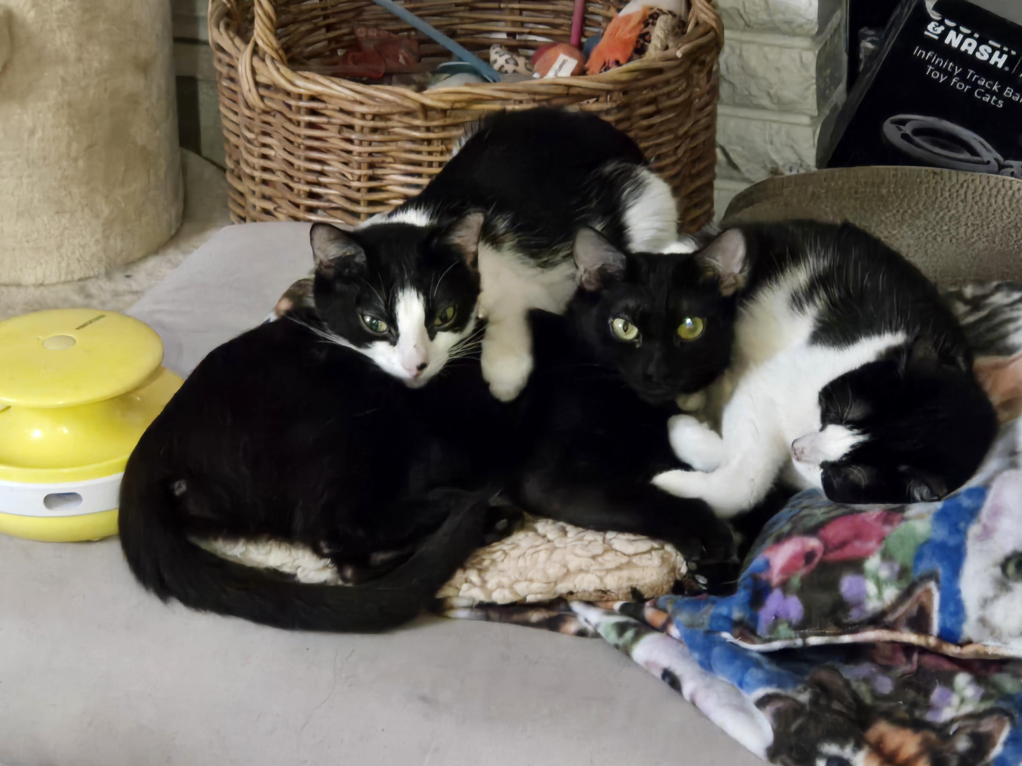 Enlarge Moon, a ADOPTABLE mixed breed in Redondo Beach, CA image 5/5