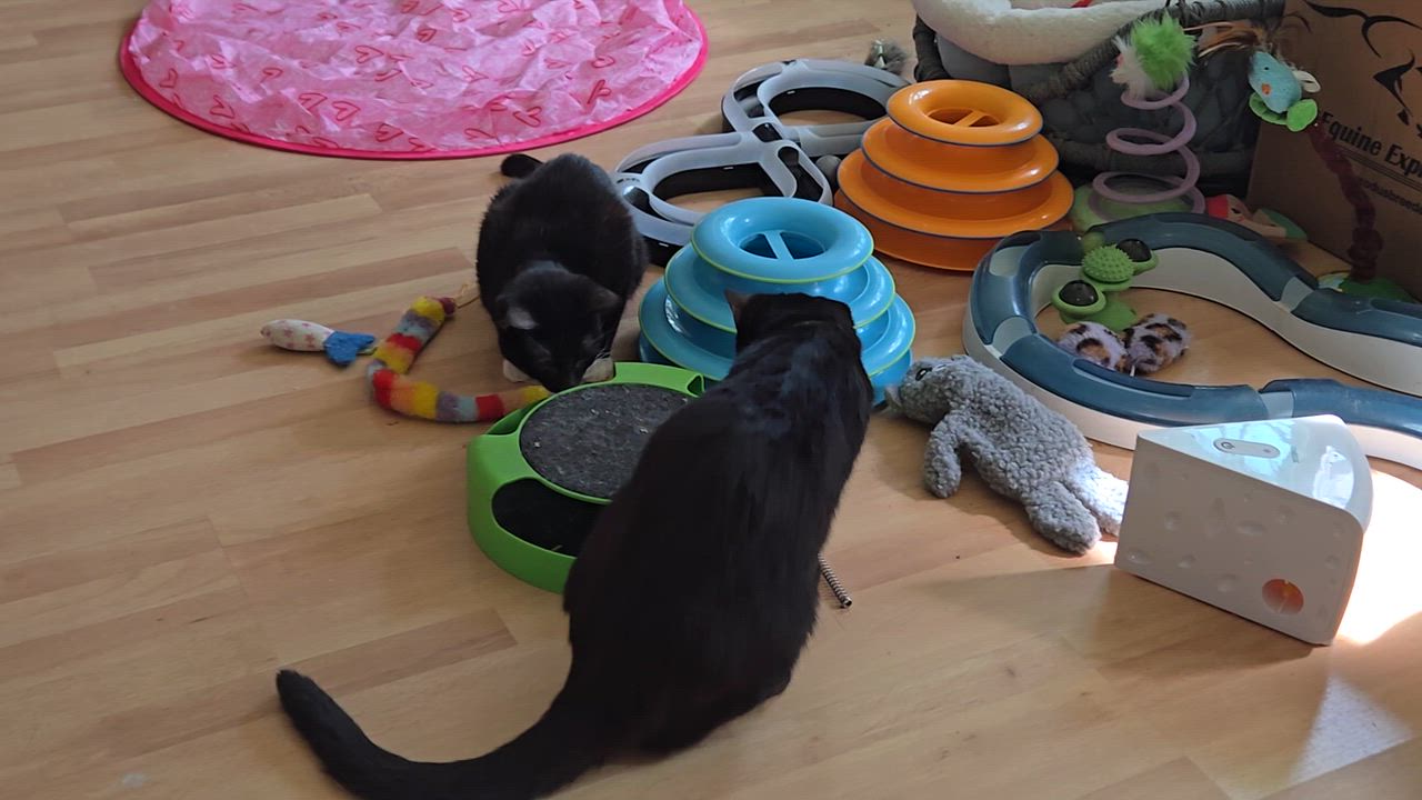 Enlarge Moon, a ADOPTABLE mixed breed in Redondo Beach, CA video 4/5