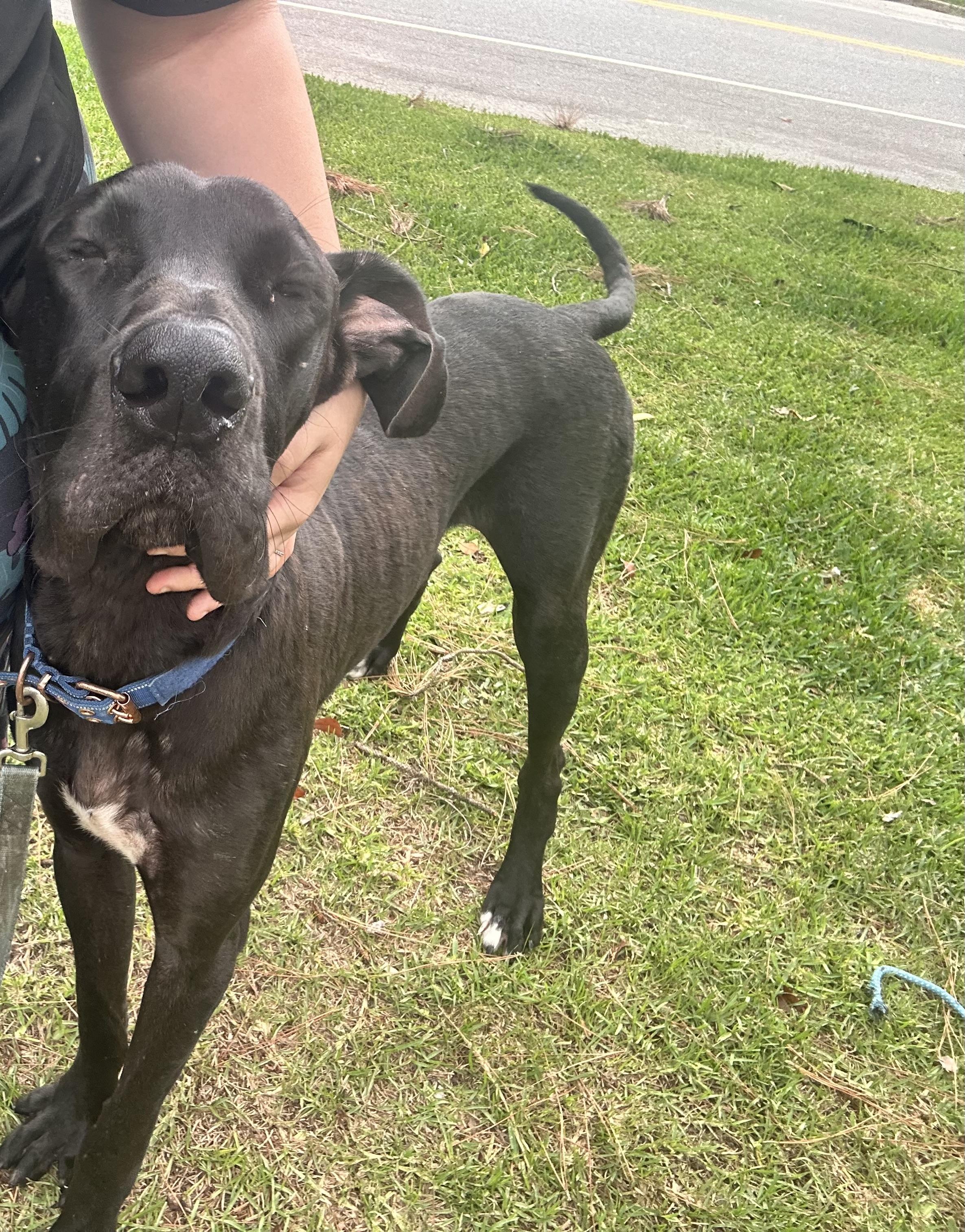 Draco, adopted, Young Male Great Dane.