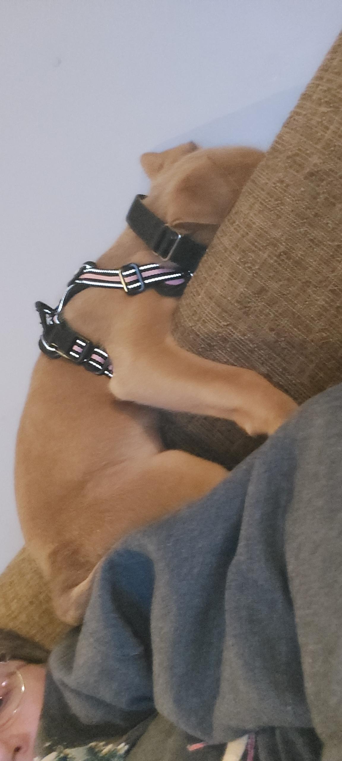 Enlarge Melody, a ADOPTABLE mixed breed in Crystal Lake, IL image 2/5