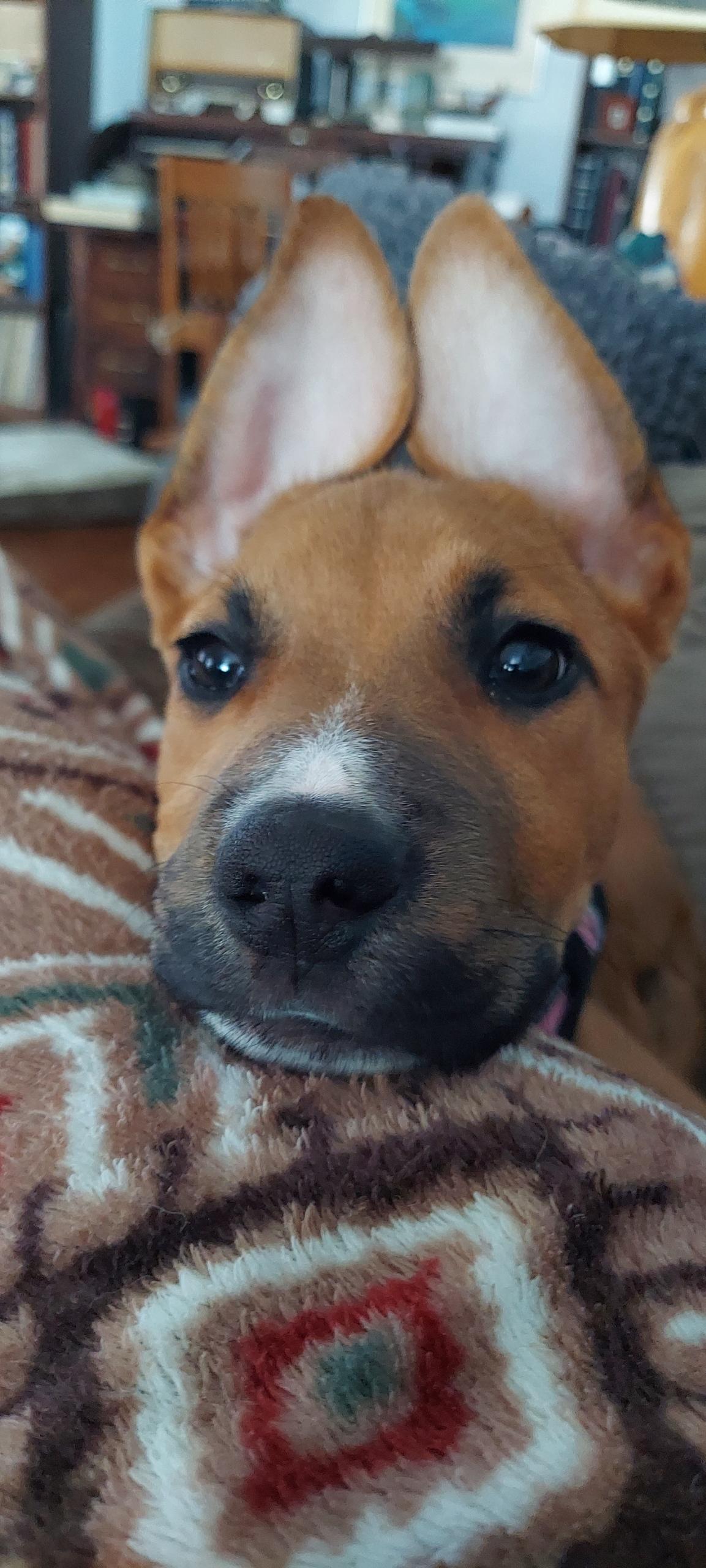 Enlarge Melody, a ADOPTABLE mixed breed in Crystal Lake, IL image 4/5