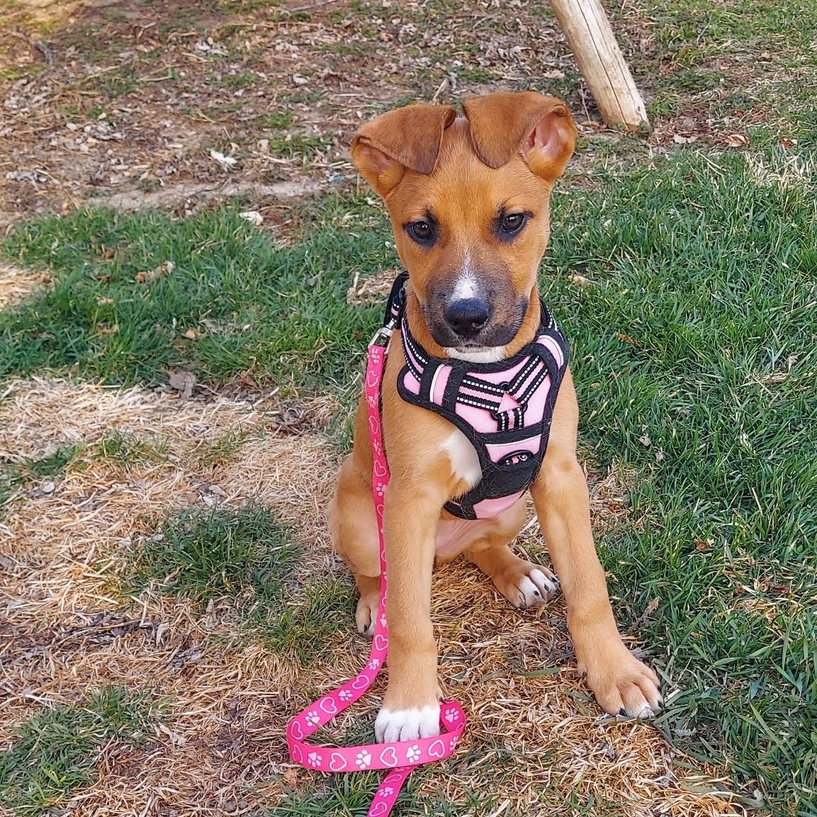 Melody, ADOPTABLE, Puppy Female German Shepherd Dog & Pit Bull Terrier.