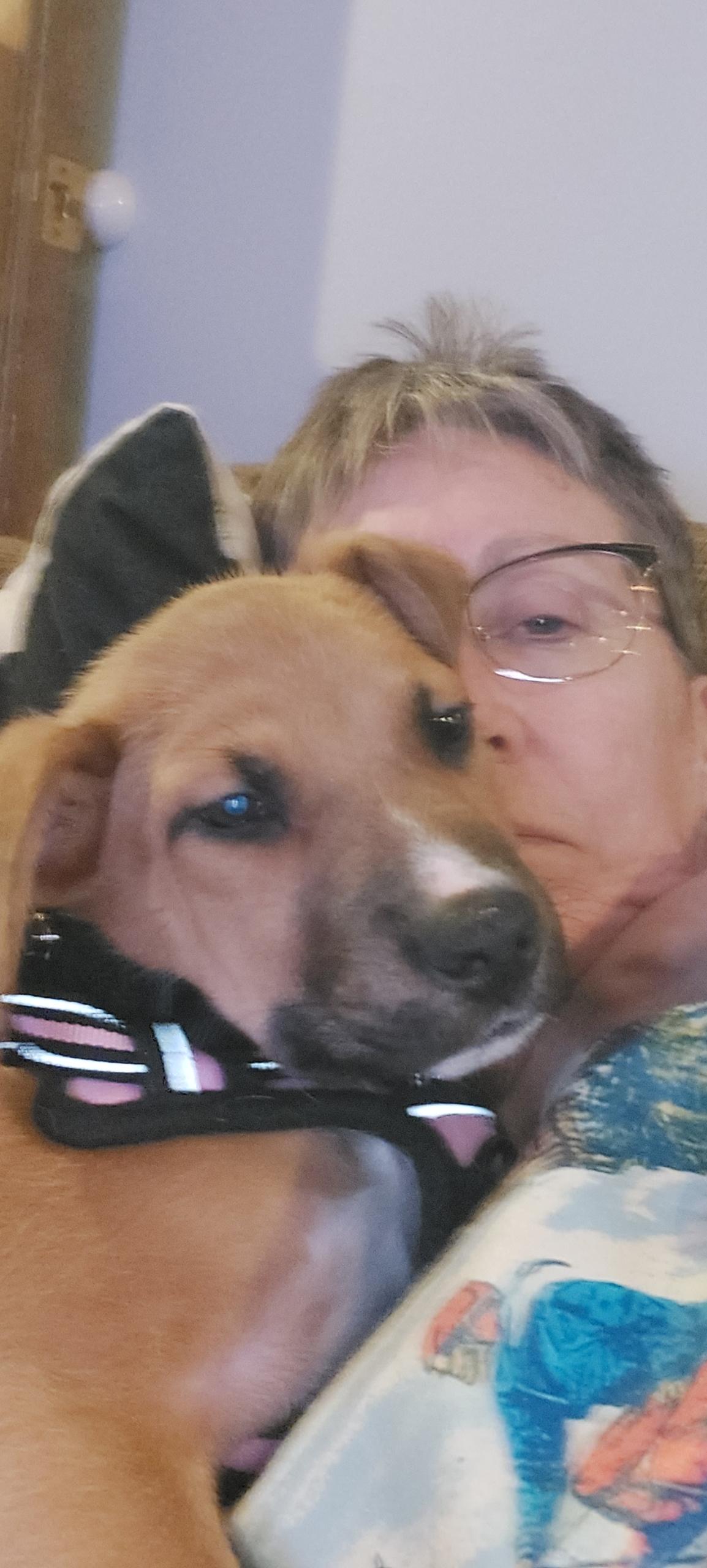 Enlarge Melody, a ADOPTABLE mixed breed in Crystal Lake, IL image 3/5