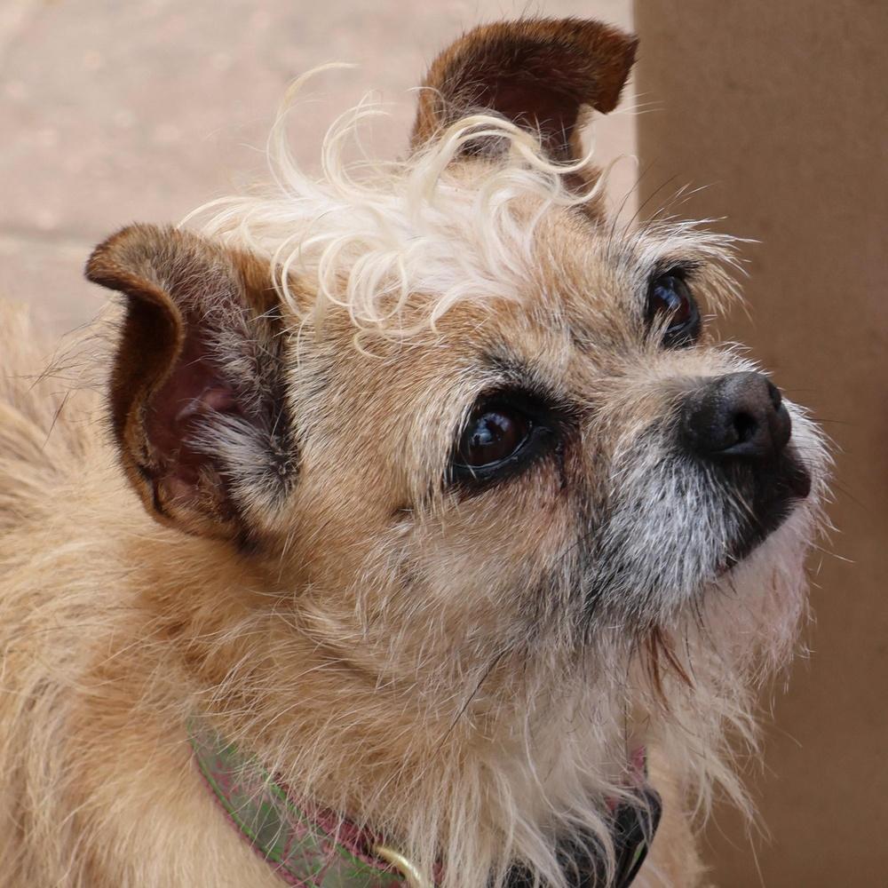 Enlarge Biscuit 2, a Adopted mixed breed in Richmond, TX image 1/1