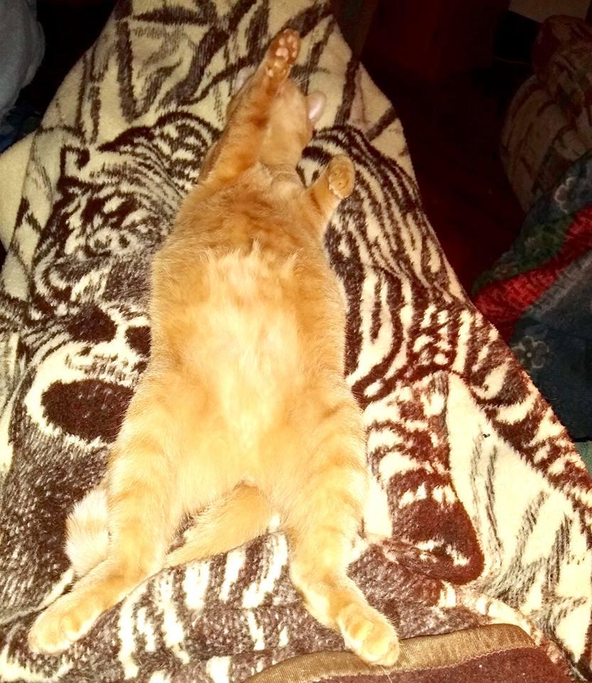 Enlarge Freddy, a Adoptable Domestic Short Hair in Naugatuck, CT image 1/3