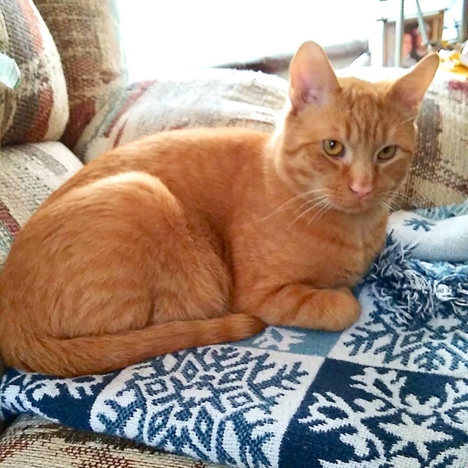 Enlarge Freddy, a Adoptable Domestic Short Hair in Naugatuck, CT image 2/3