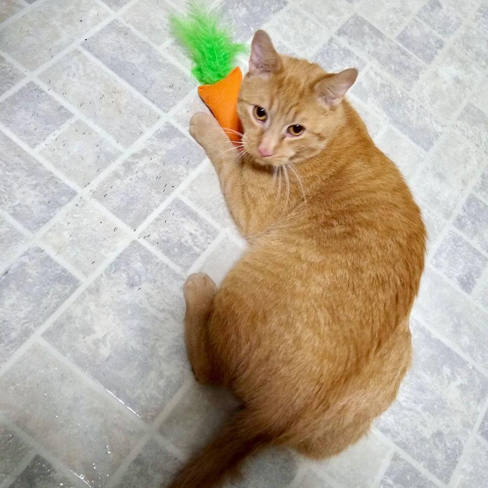 Enlarge Freddy, a Adoptable Domestic Short Hair in Naugatuck, CT image 3/3