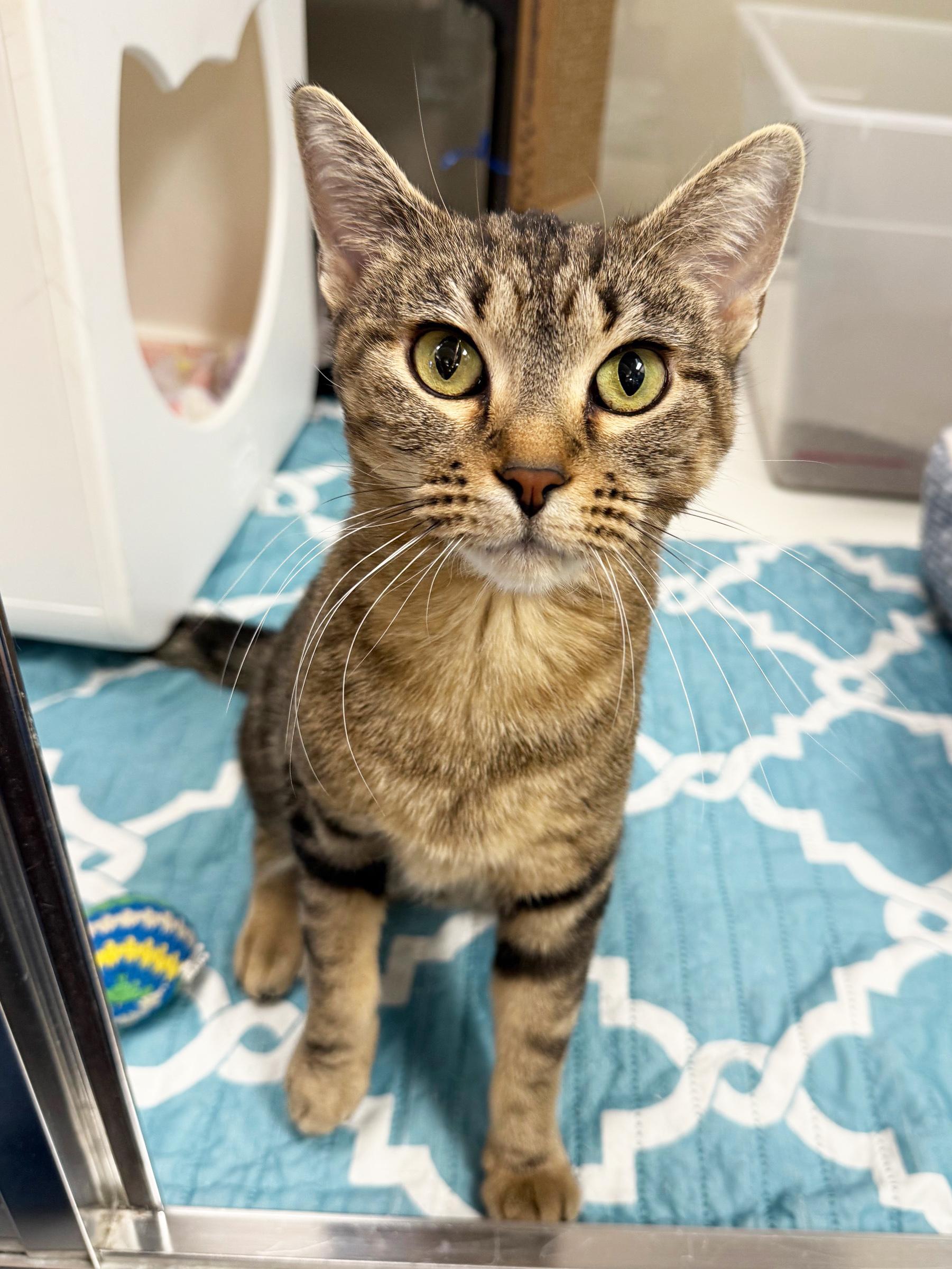 Galaxy - gorgeous little playful sweetheart!, a ADOPTABLE Tabby in Oshkosh, WI image 1/6