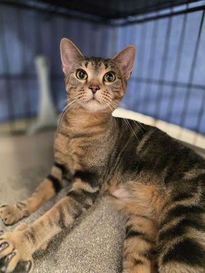 Galaxy - gorgeous little playful sweetheart!, a ADOPTABLE Tabby in Oshkosh, WI image 2/6