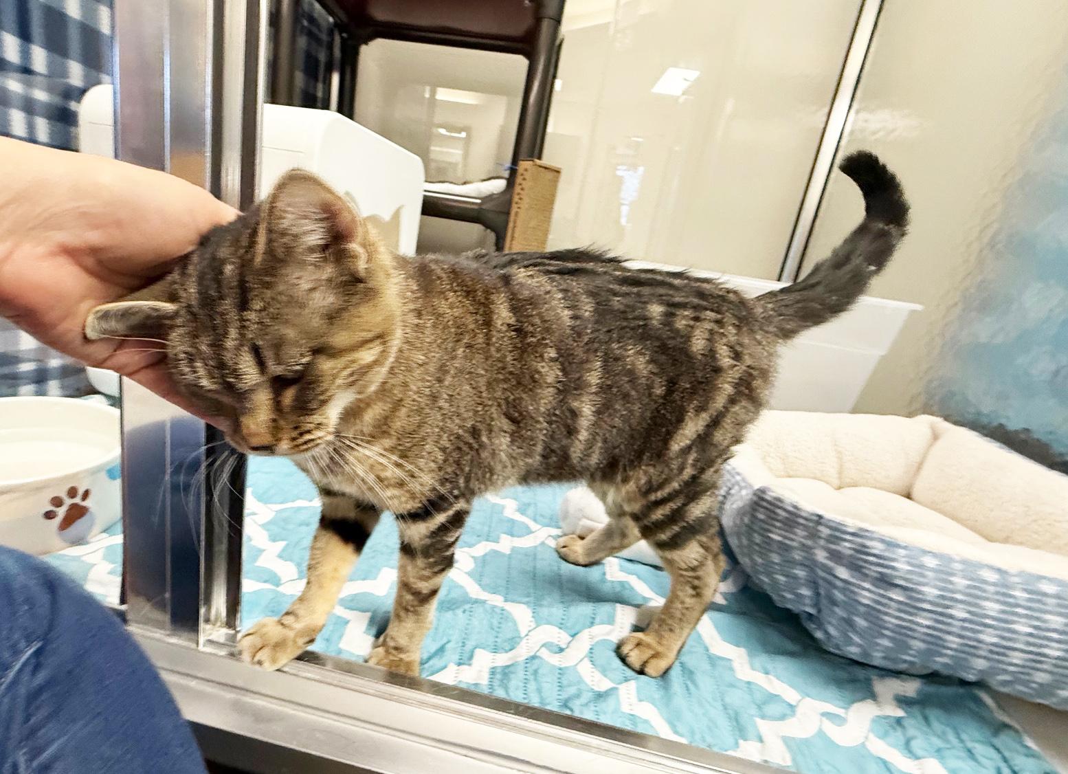 Galaxy - gorgeous little playful sweetheart!, a ADOPTABLE Tabby in Oshkosh, WI image 3/6