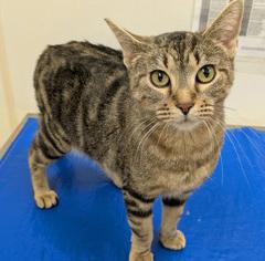 Galaxy - gorgeous little playful sweetheart!, a ADOPTABLE Tabby in Oshkosh, WI image 4/6