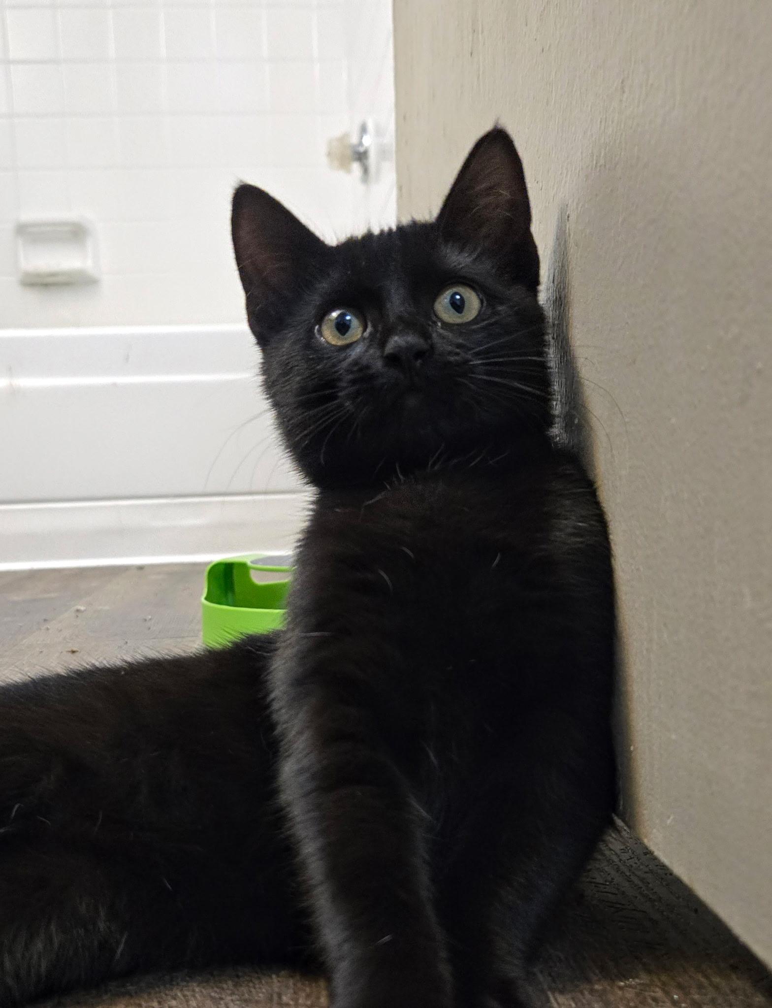 Fable, Adoptable, Young Female Domestic Short Hair.