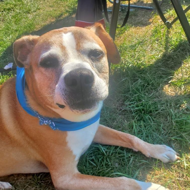 Eli, Adoptable, Senior Male Mixed Breed.