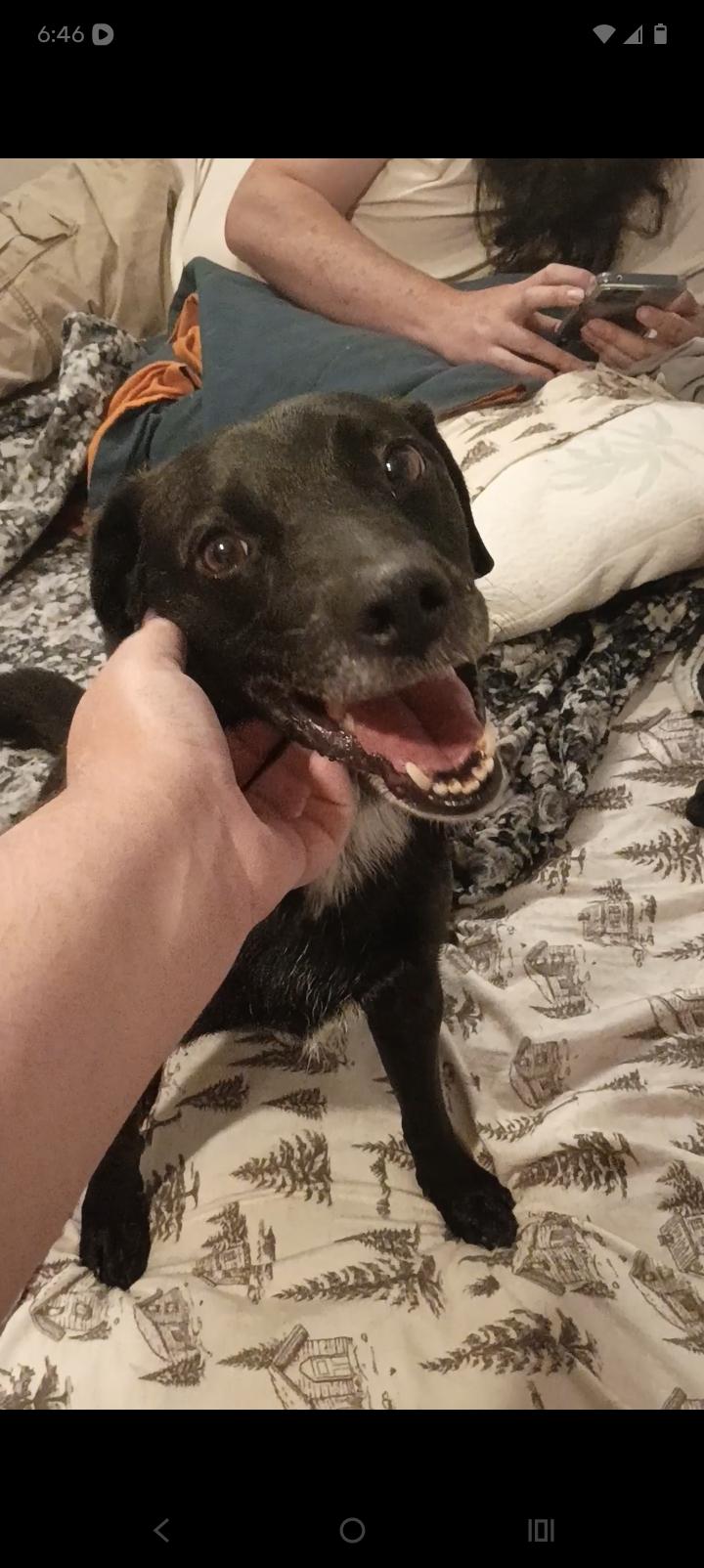 Kimbo, Adoptable, Adult Male Terrier & Black Labrador Retriever.