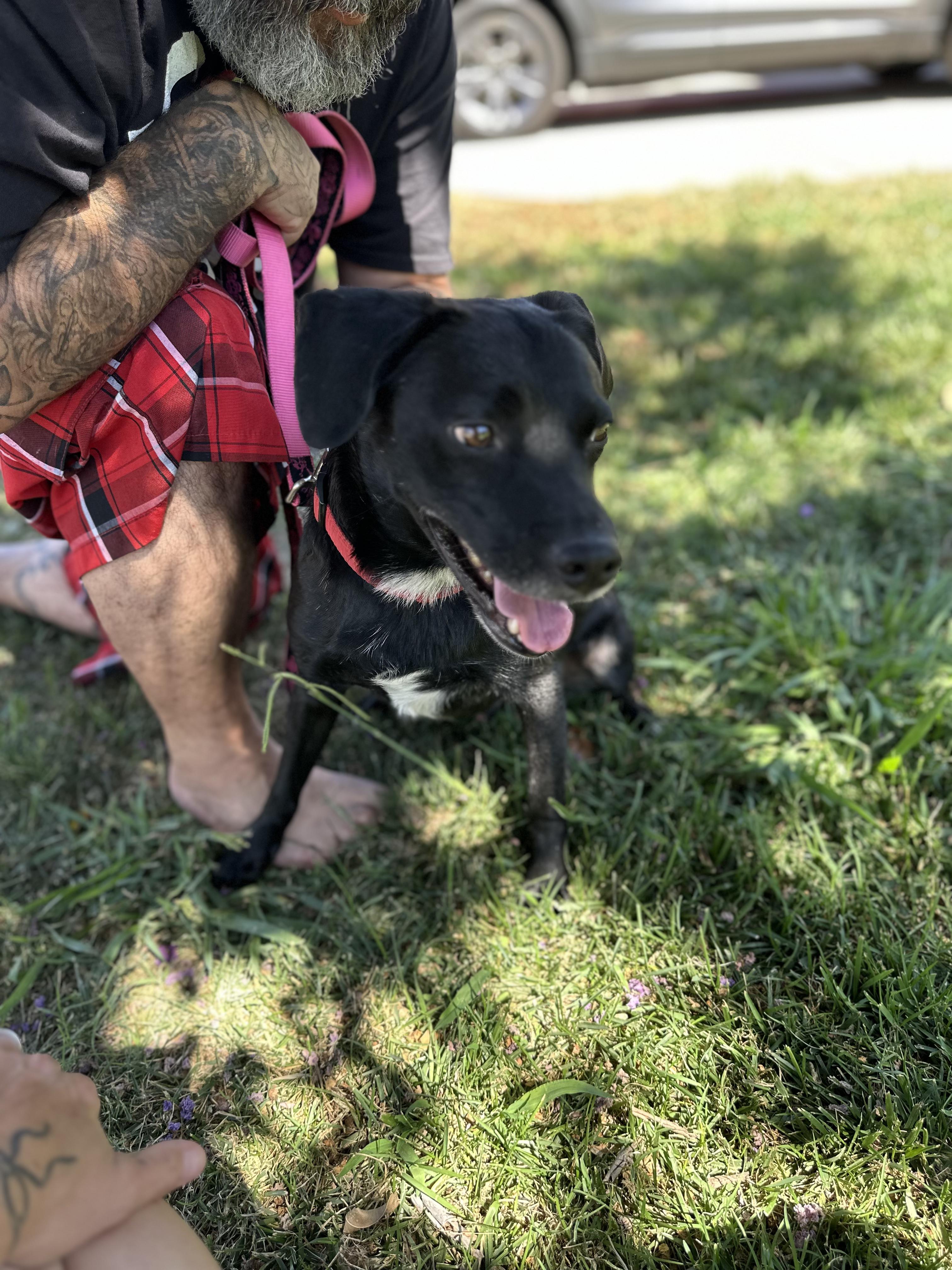 Enlarge Kimbo, a Adoptable Labrador Retriever in Reseda, CA image 4/6