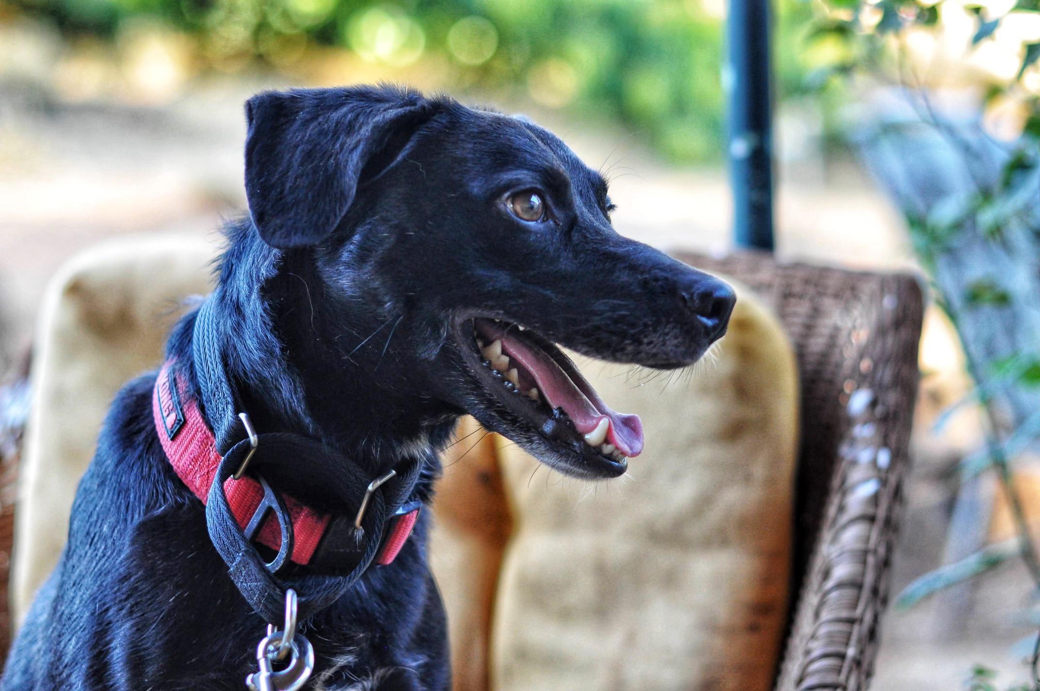 Enlarge Kimbo, a Adoptable Labrador Retriever in Reseda, CA image 2/6