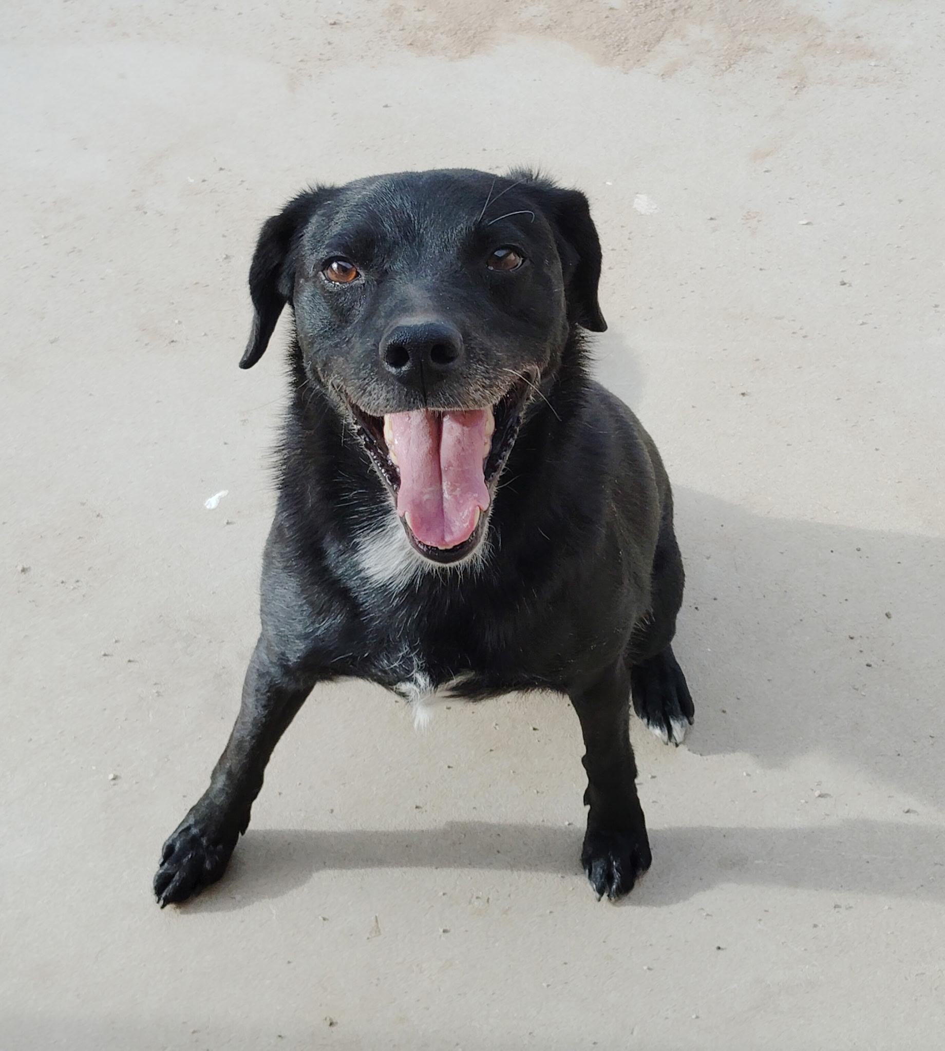 Kimbo, Adoptable, Young Male Labrador Retriever.