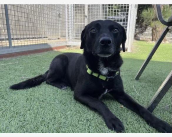 Enlarge Kimbo, a Adoptable Labrador Retriever in Reseda, CA image 5/6