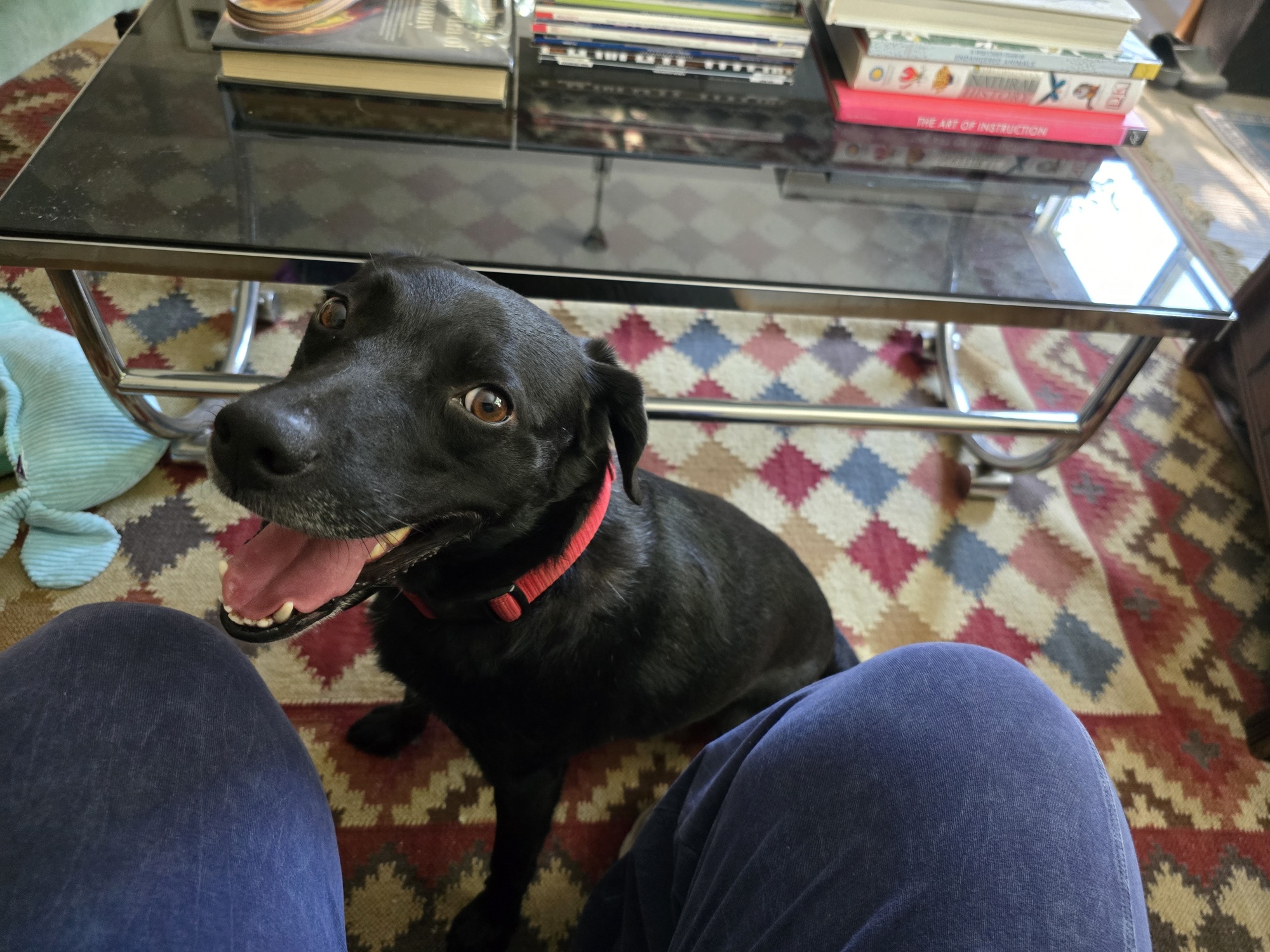 Enlarge Kimbo, a Adoptable Labrador Retriever in Reseda, CA image 3/6