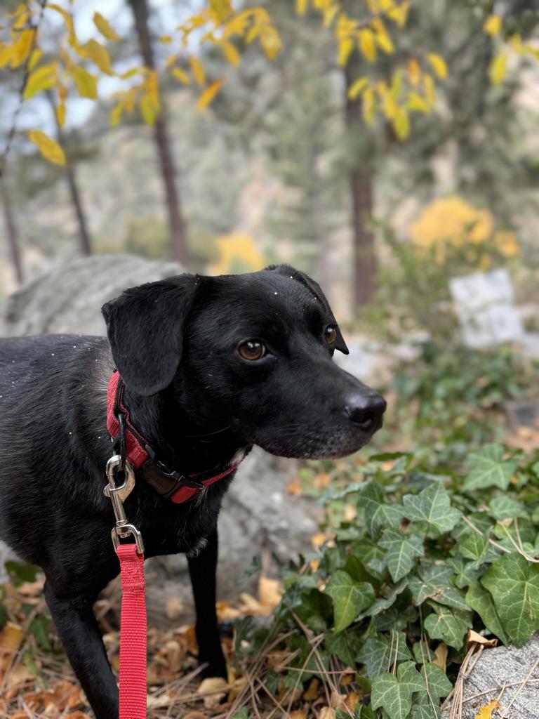 Enlarge Kimbo, a Adoptable Labrador Retriever in Reseda, CA image 1/6