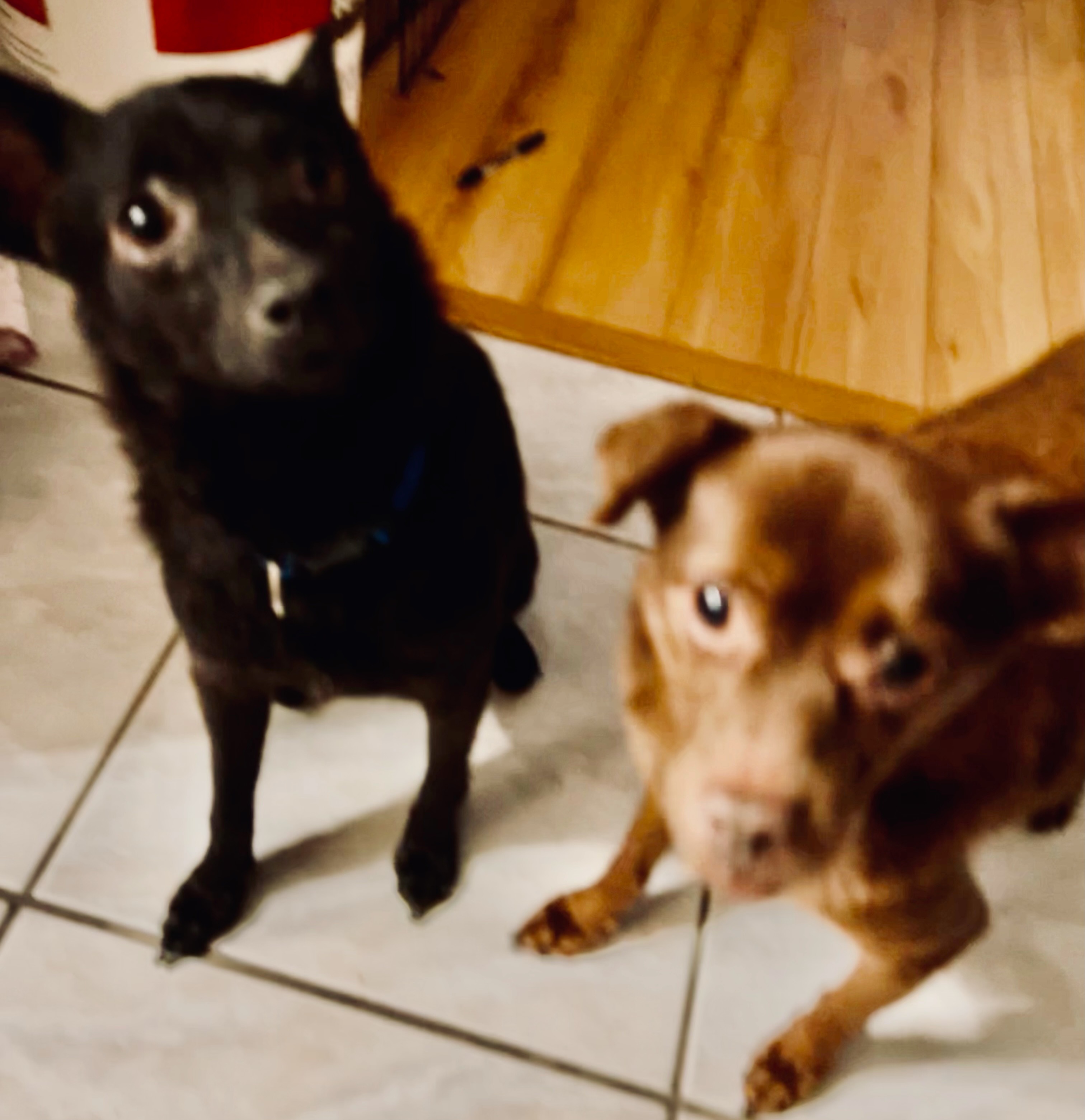 Enlarge Clyde, a Adoptable Chihuahua in Seal Beach, CA image 2/4