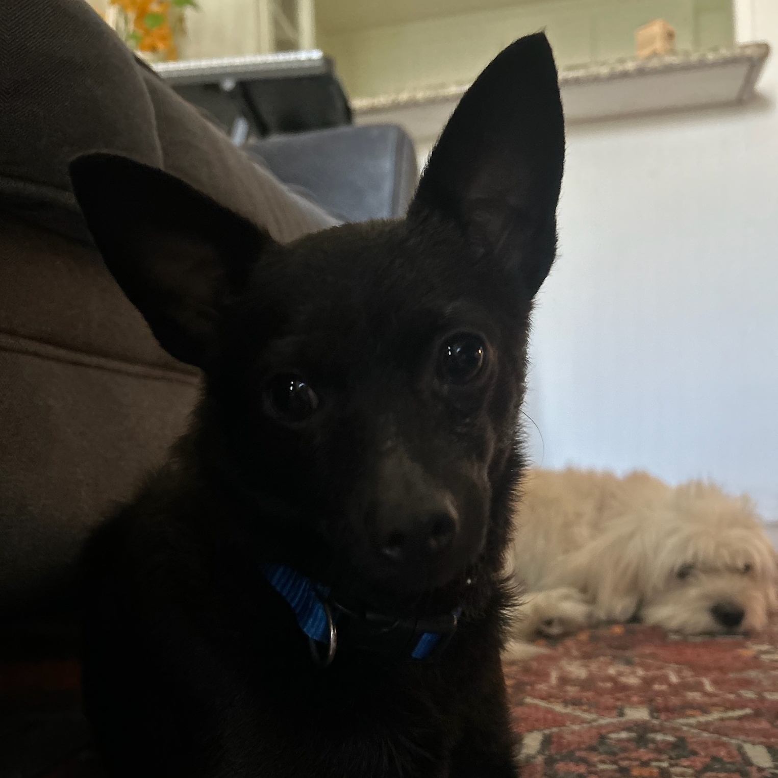 Enlarge Clyde, a Adoptable Chihuahua in Seal Beach, CA image 3/4