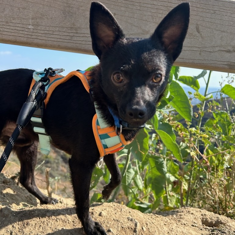 Enlarge Clyde, a Adoptable Chihuahua in Seal Beach, CA image 4/4