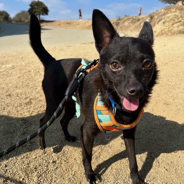 Clyde, Adoptable, Adult Male Chihuahua.