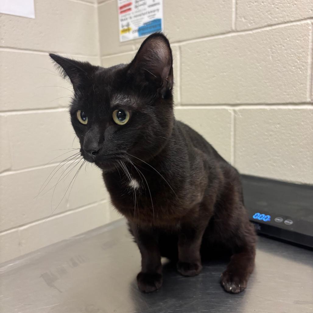 Enlarge Emperor Zurg, a Adoptable Domestic Short Hair in Bristol, IN image 1/1
