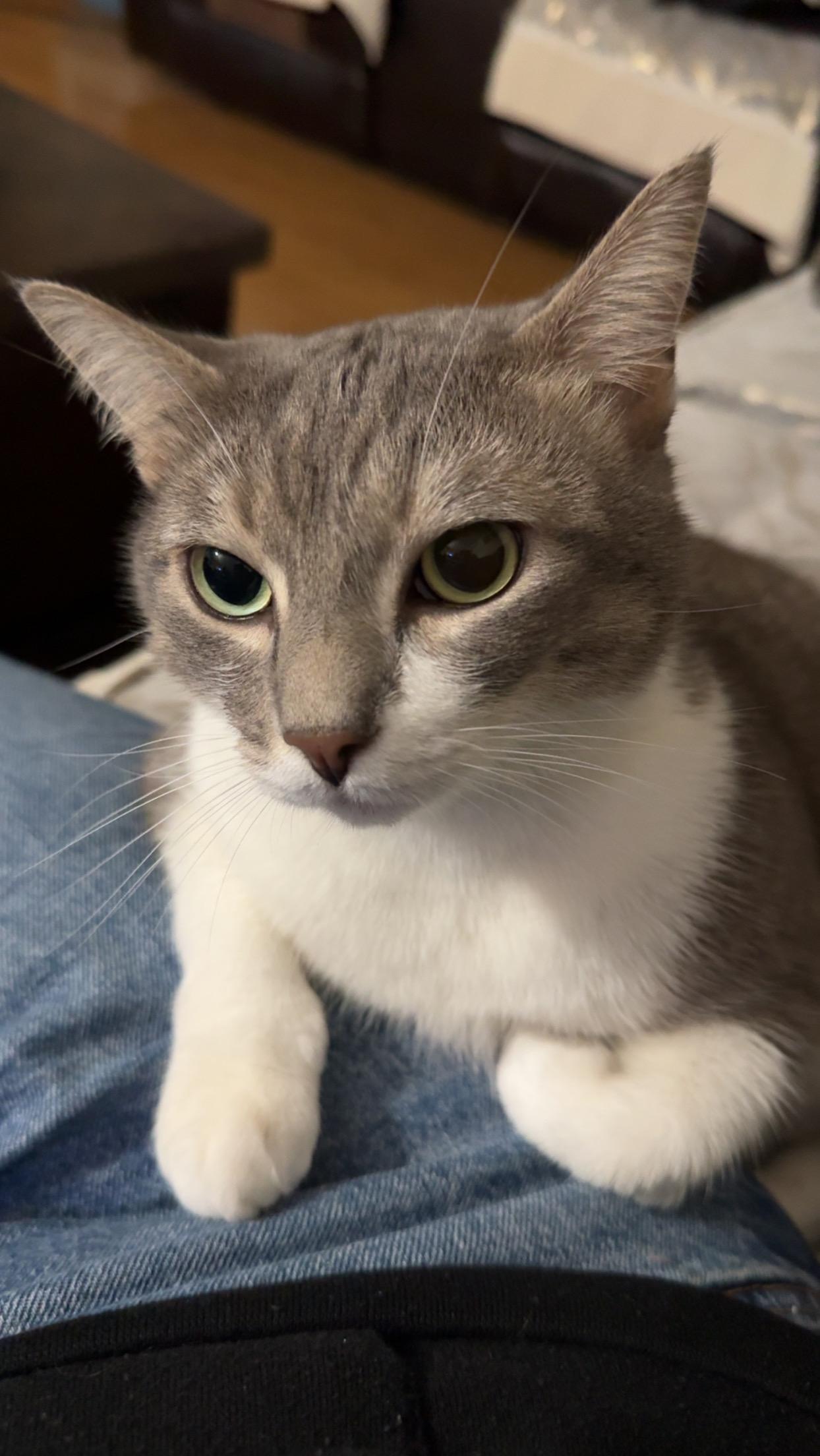 Penny, a ADOPTABLE Domestic Short Hair in Inglewood, CA image 1/3