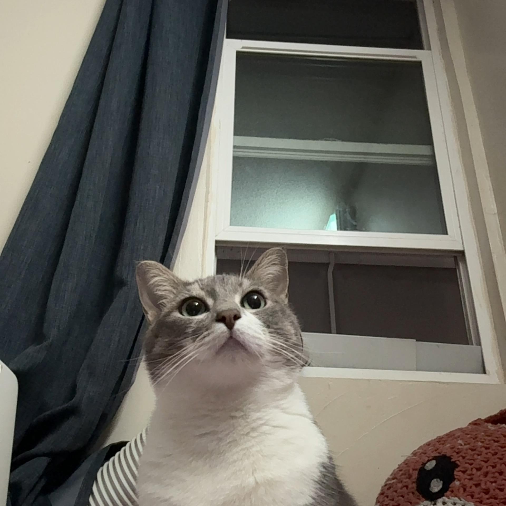 Penny, a ADOPTABLE Domestic Short Hair in Inglewood, CA image 2/3