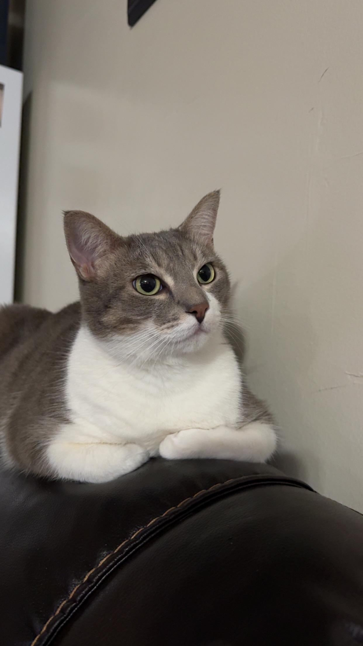 Penny, a ADOPTABLE Domestic Short Hair in Inglewood, CA image 3/3