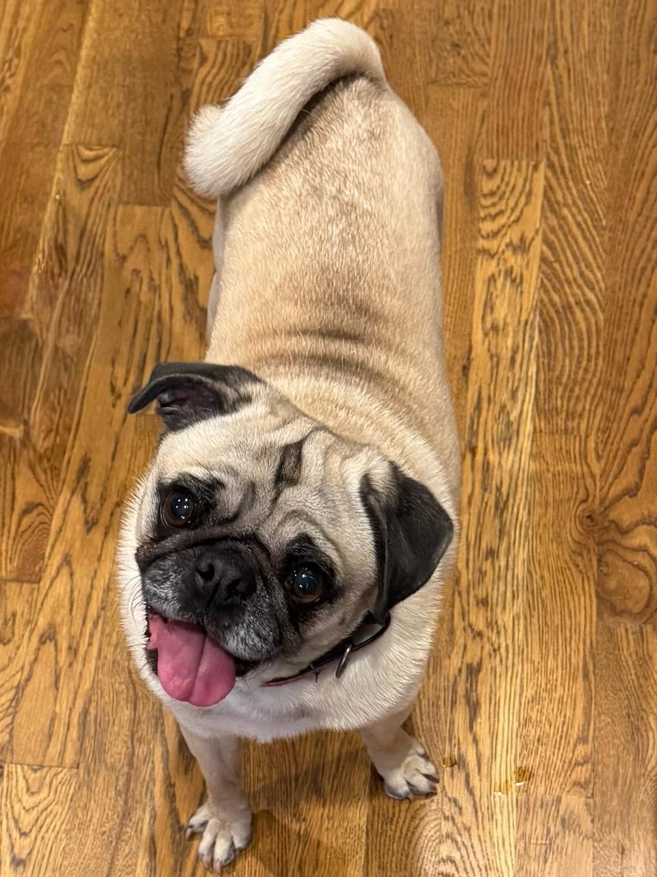 Rolly, Adopted, Adult Male Pug.