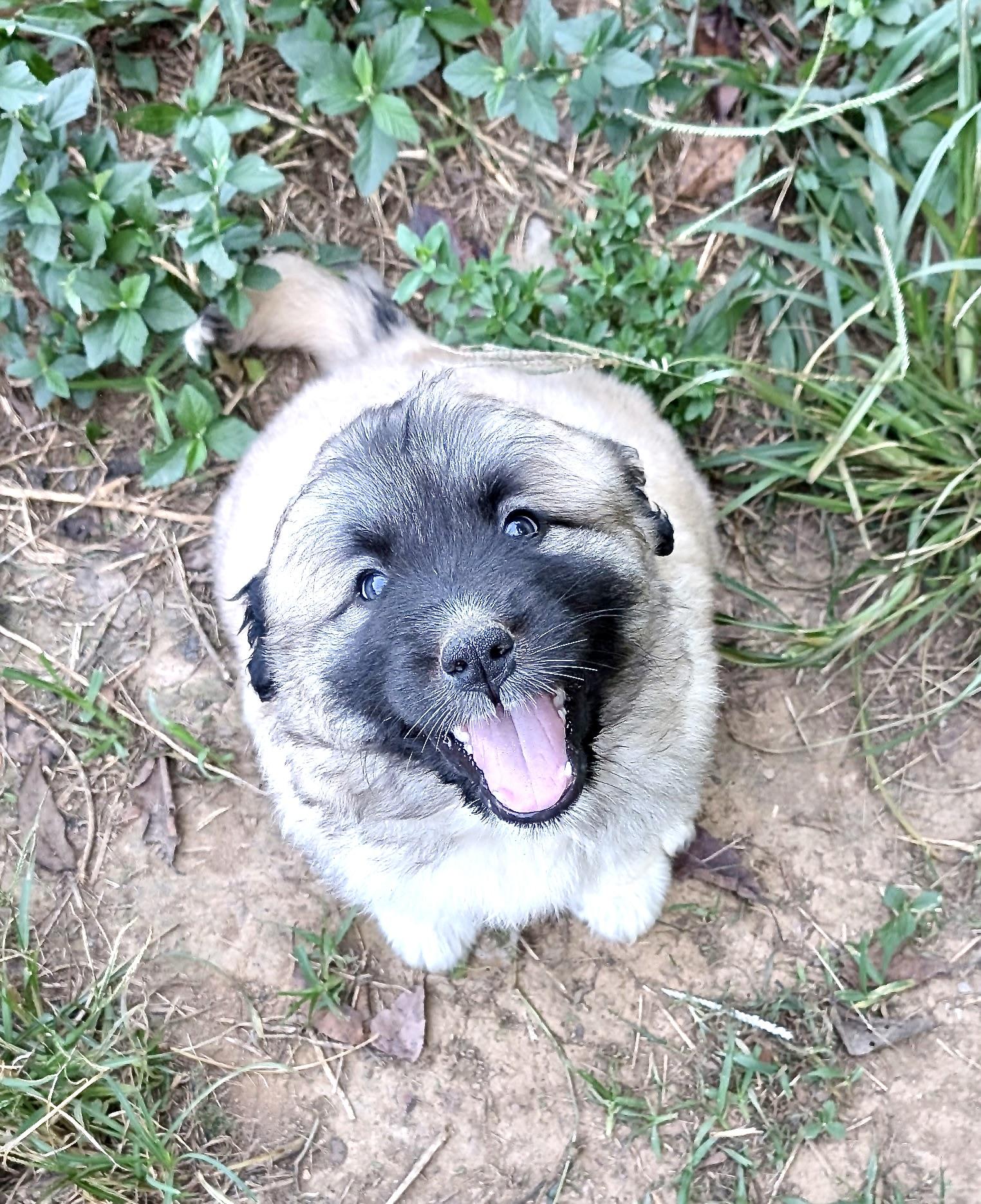 Enlarge Mitchell Mermaid, a Adoptable mixed breed in Woburn, MA image 1/4