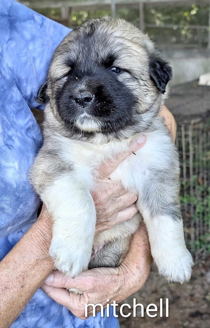 Enlarge Mitchell Mermaid, a Adoptable mixed breed in Woburn, MA image 2/4