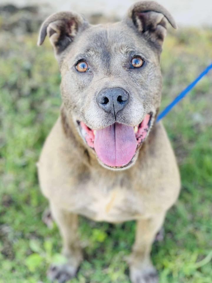 AC#Pending "Mabel", Adopted, Senior Female Pit Bull Terrier.