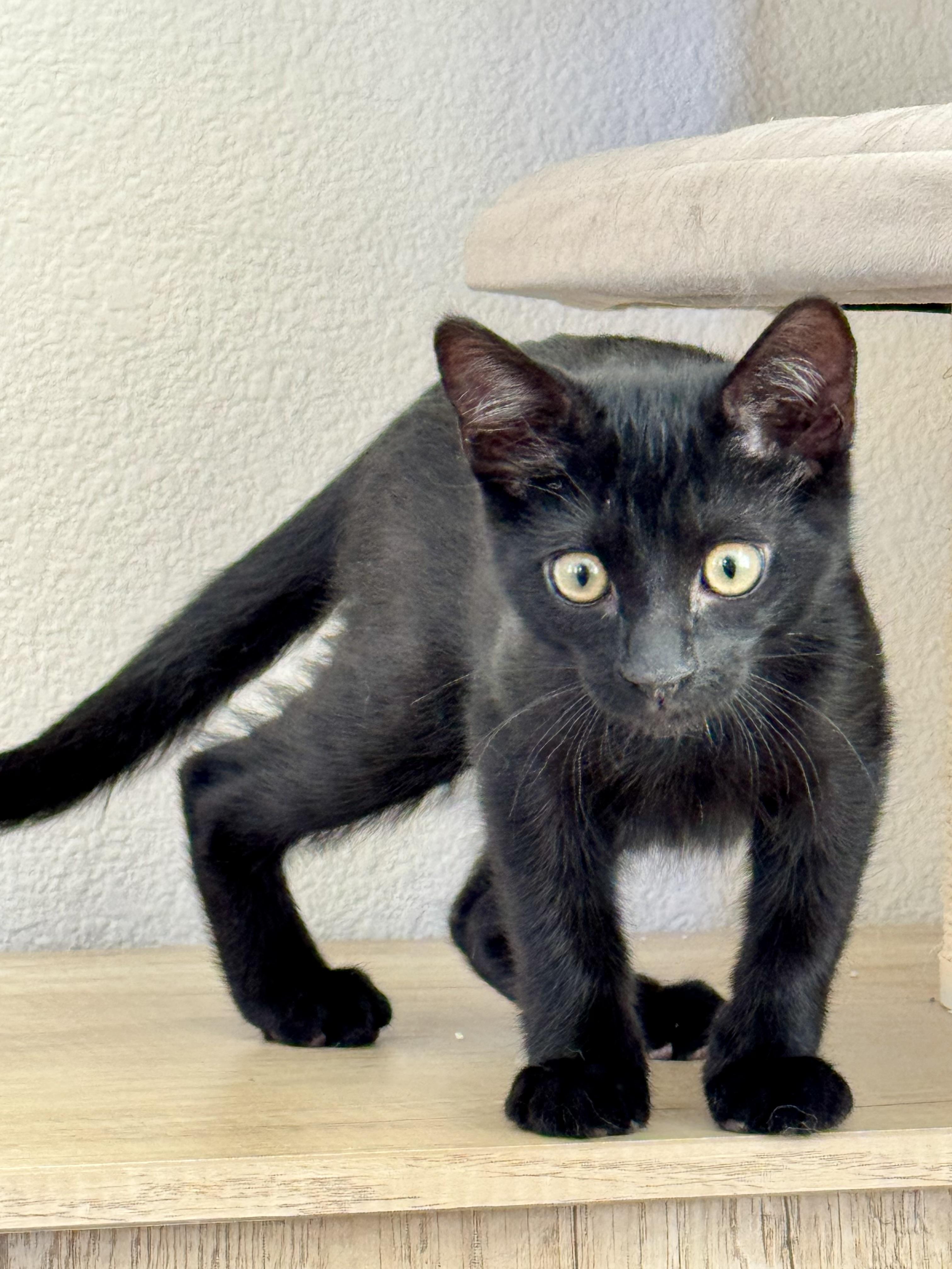 Falcon, Adoptable, Kitten Male Domestic Short Hair.
