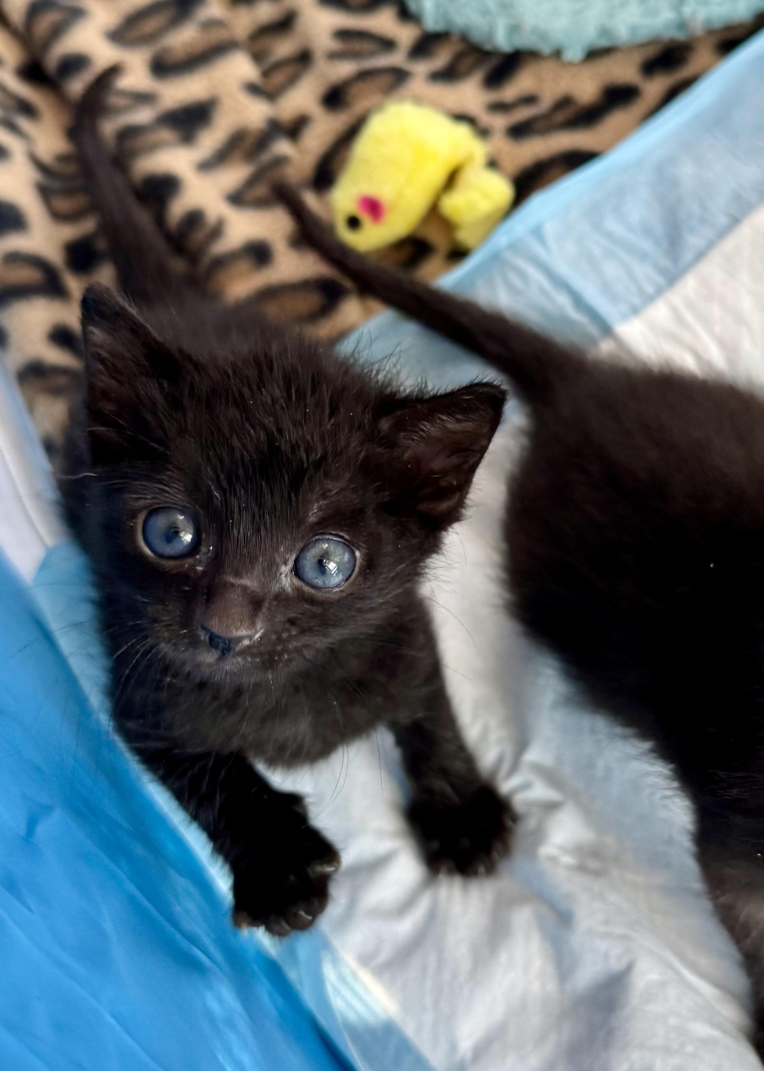 Falcon, a Adoptable mixed breed in Carlsbad, CA image 2/5