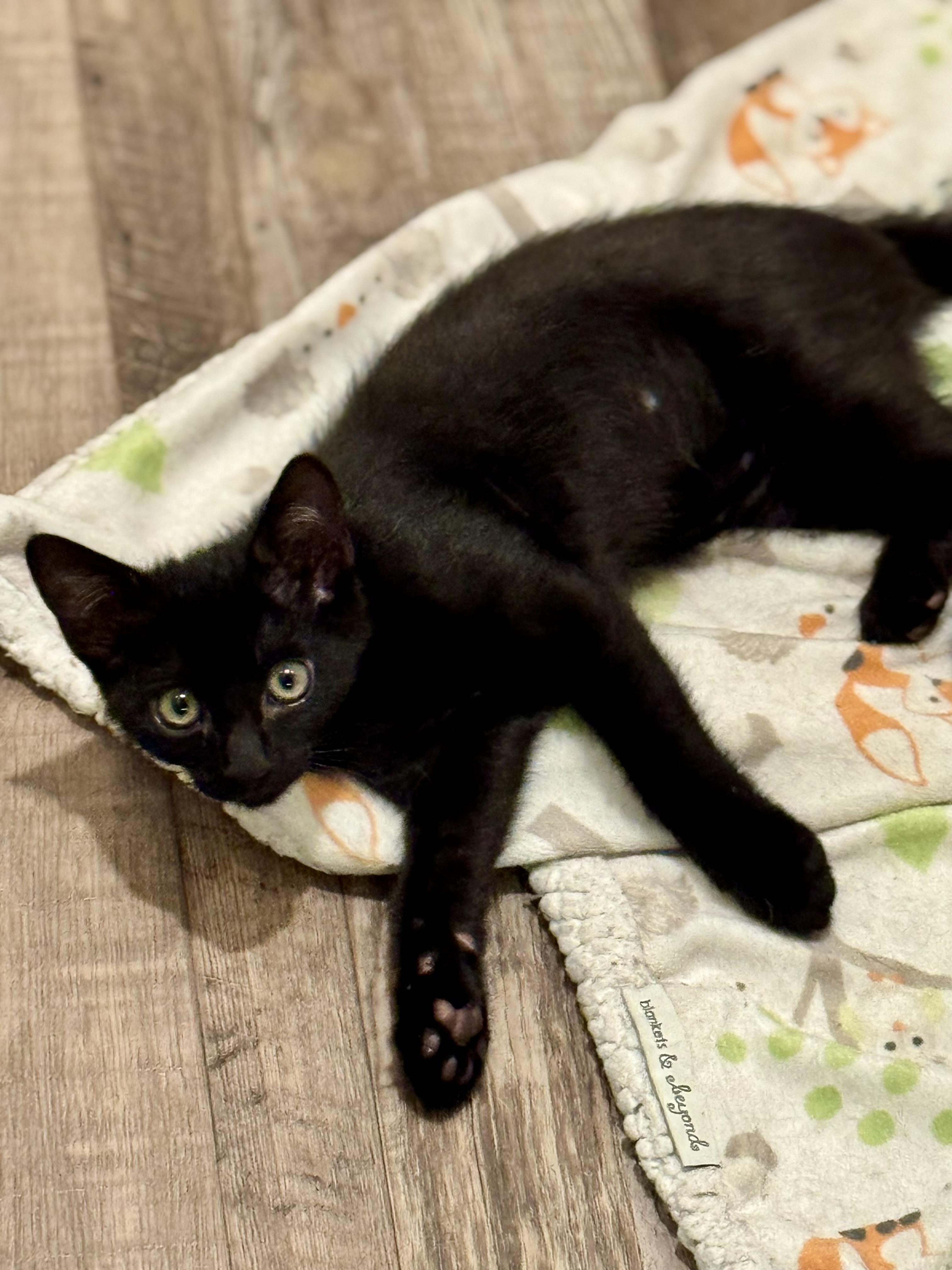 Falcon, a Adoptable mixed breed in Carlsbad, CA image 5/5