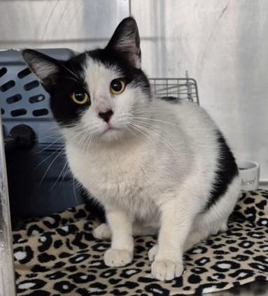 Apollo, ADOPTABLE, Adult Male Domestic Short Hair.