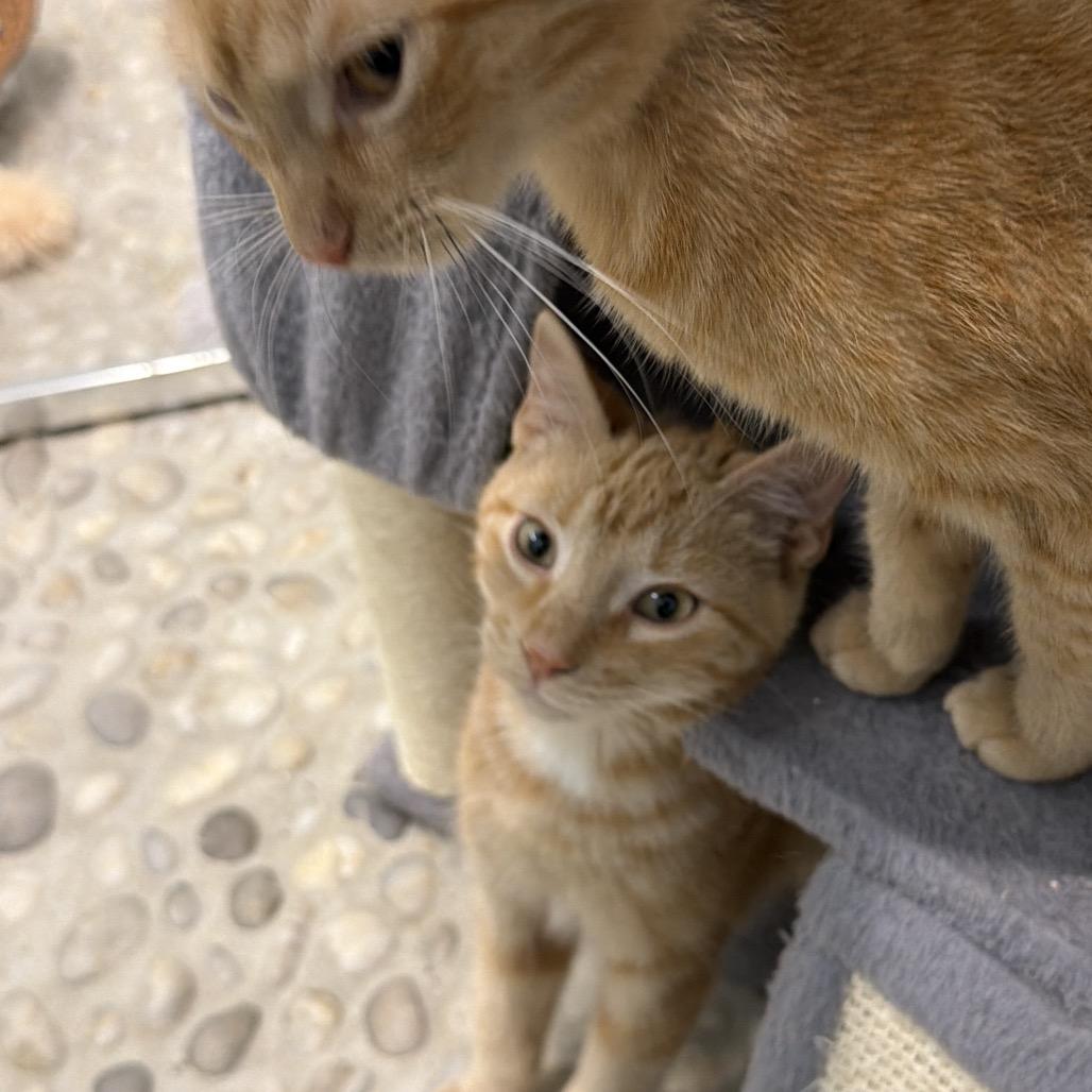 Orange Fanta, a Adoptable Domestic Short Hair in Juno Beach, FL image 2/3