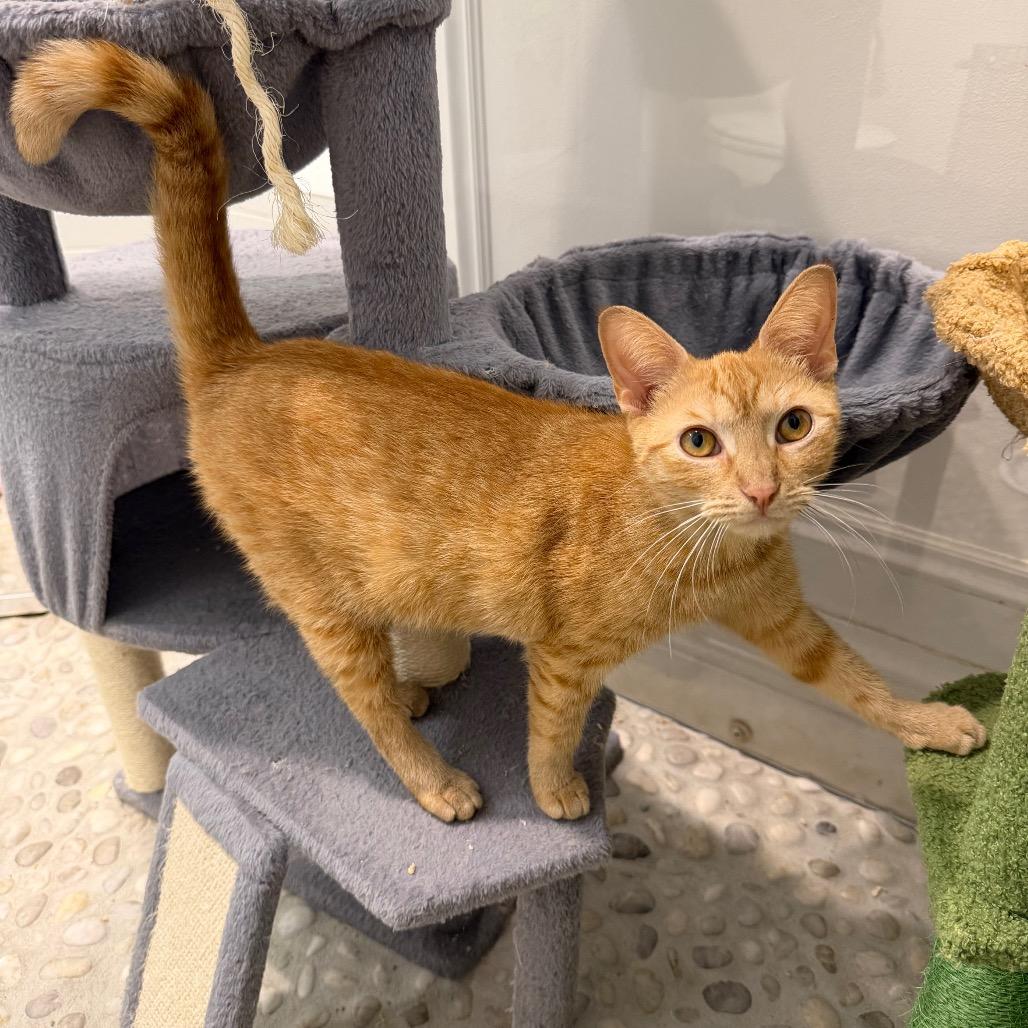 Orange Fanta, a Adoptable Domestic Short Hair in Juno Beach, FL image 3/3