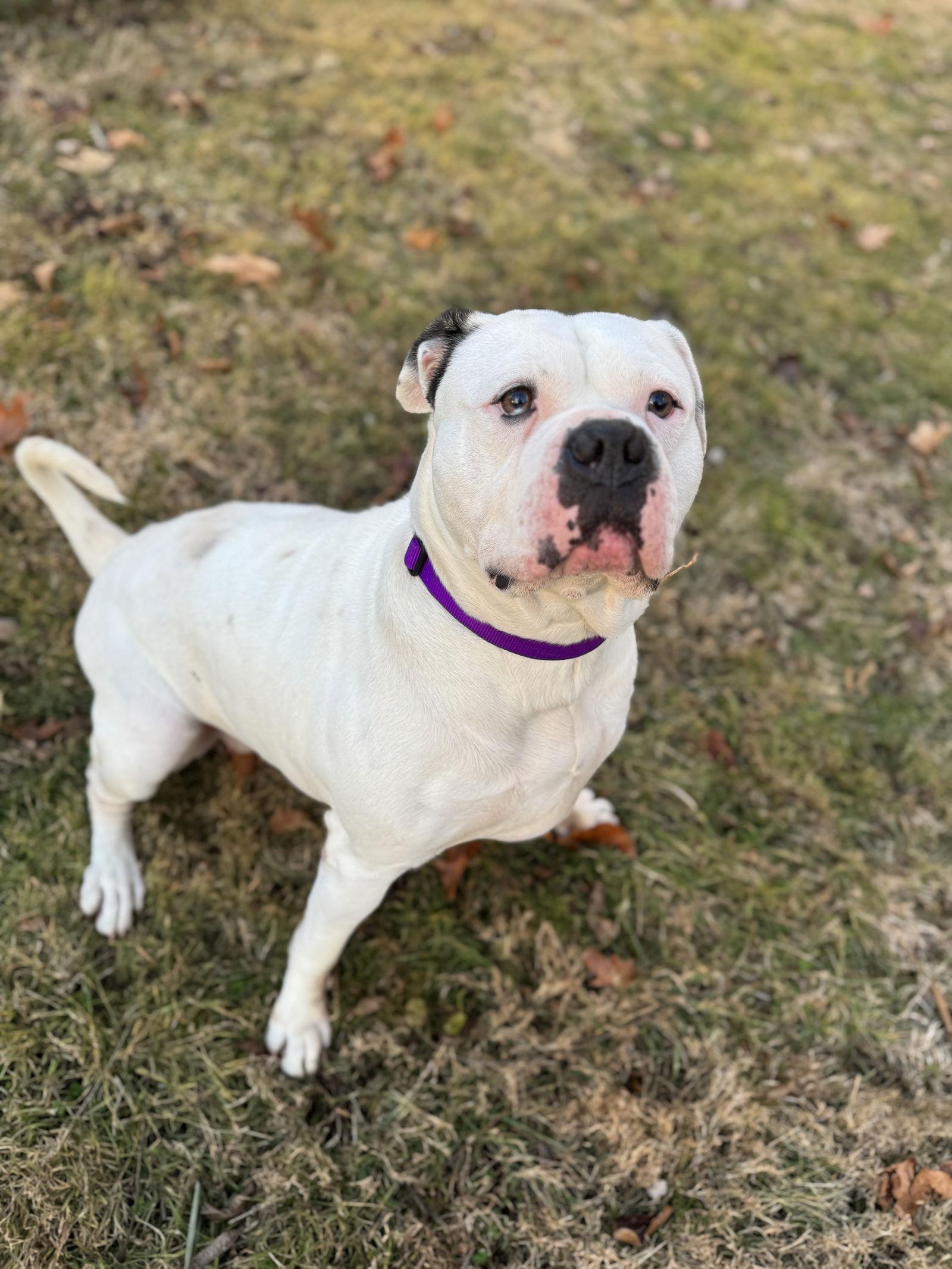 Claudia, a Adoptable American Bulldog in New Hope, PA image 1/3