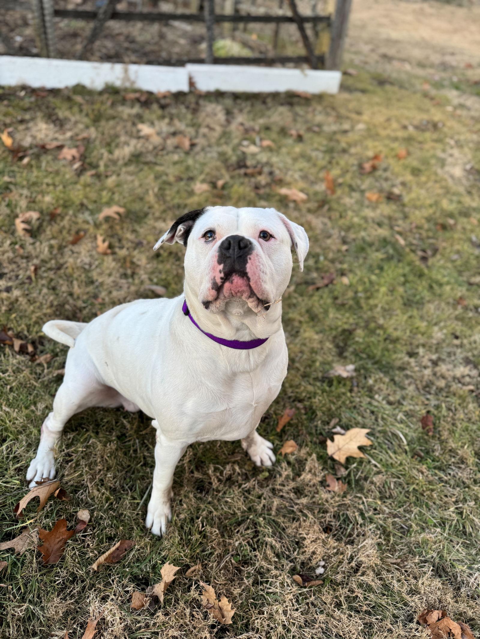 Claudia, a Adoptable American Bulldog in New Hope, PA image 2/3
