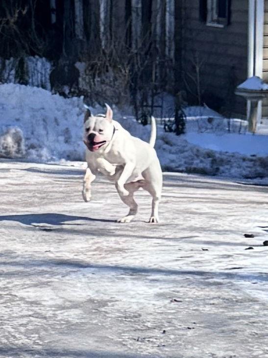 Claudia, a Adoptable American Bulldog in New Hope, PA image 3/3