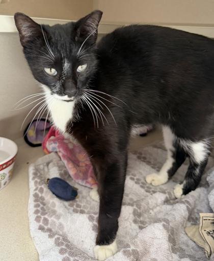 Enlarge Domzee, a ADOPTABLE mixed breed in Salem, NH image 1/2